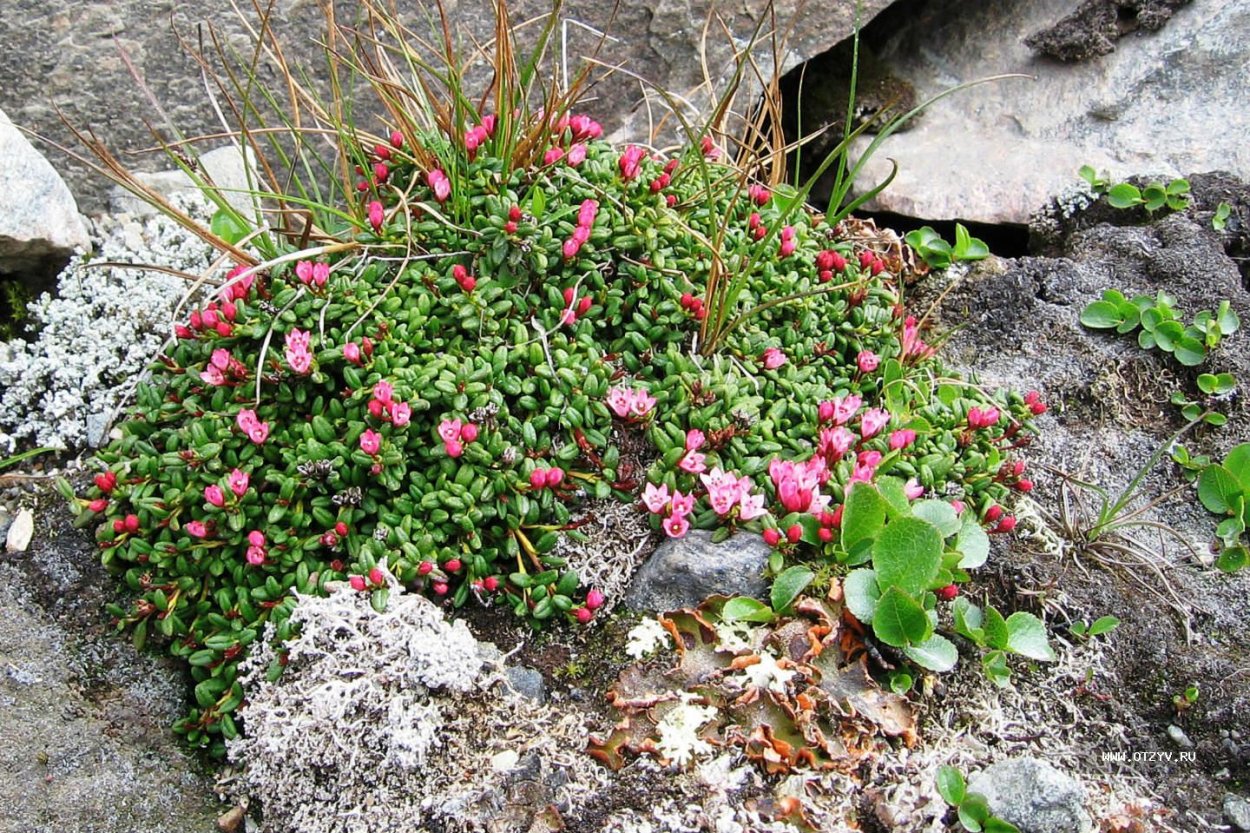 Полярная камнеломка