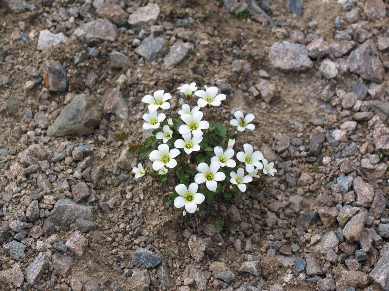 Камнеломка хохлатая