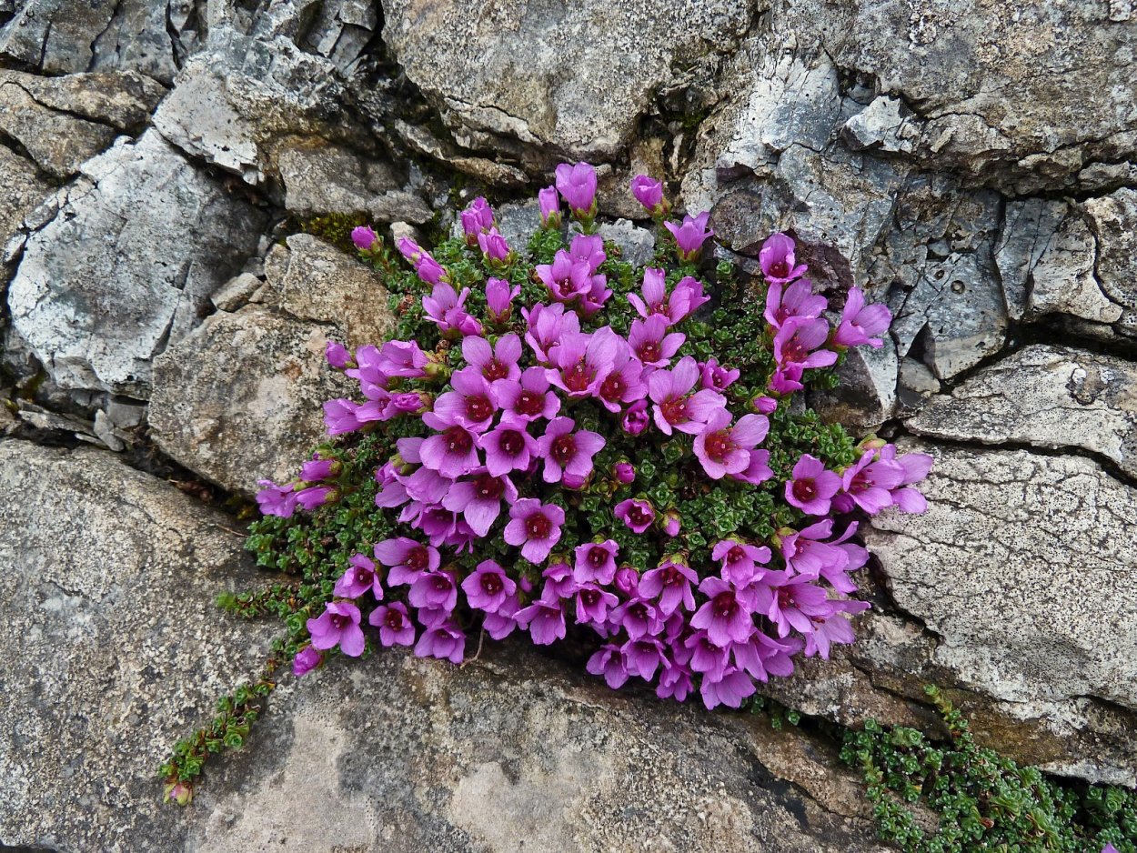 Камнеломка дернистая