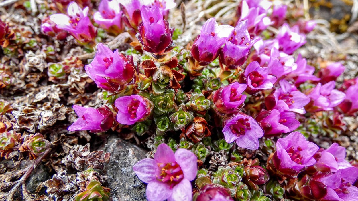 Камнеломка дернистая