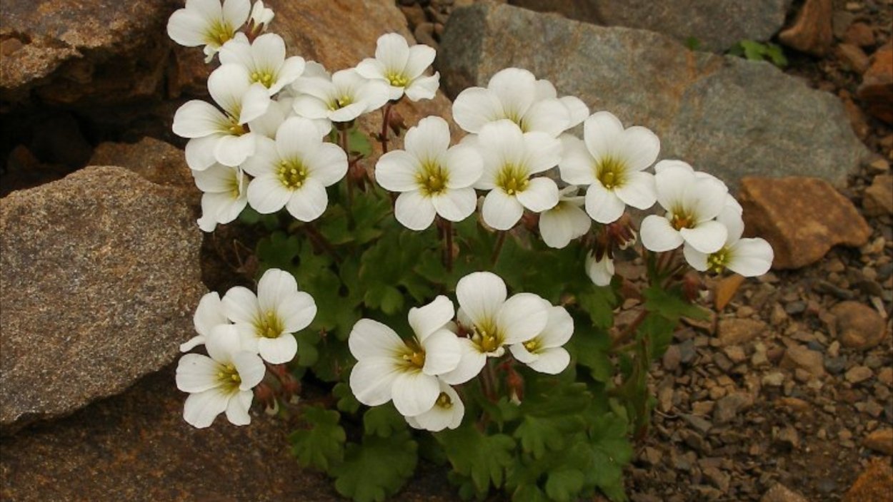 Камнеломка мускусная