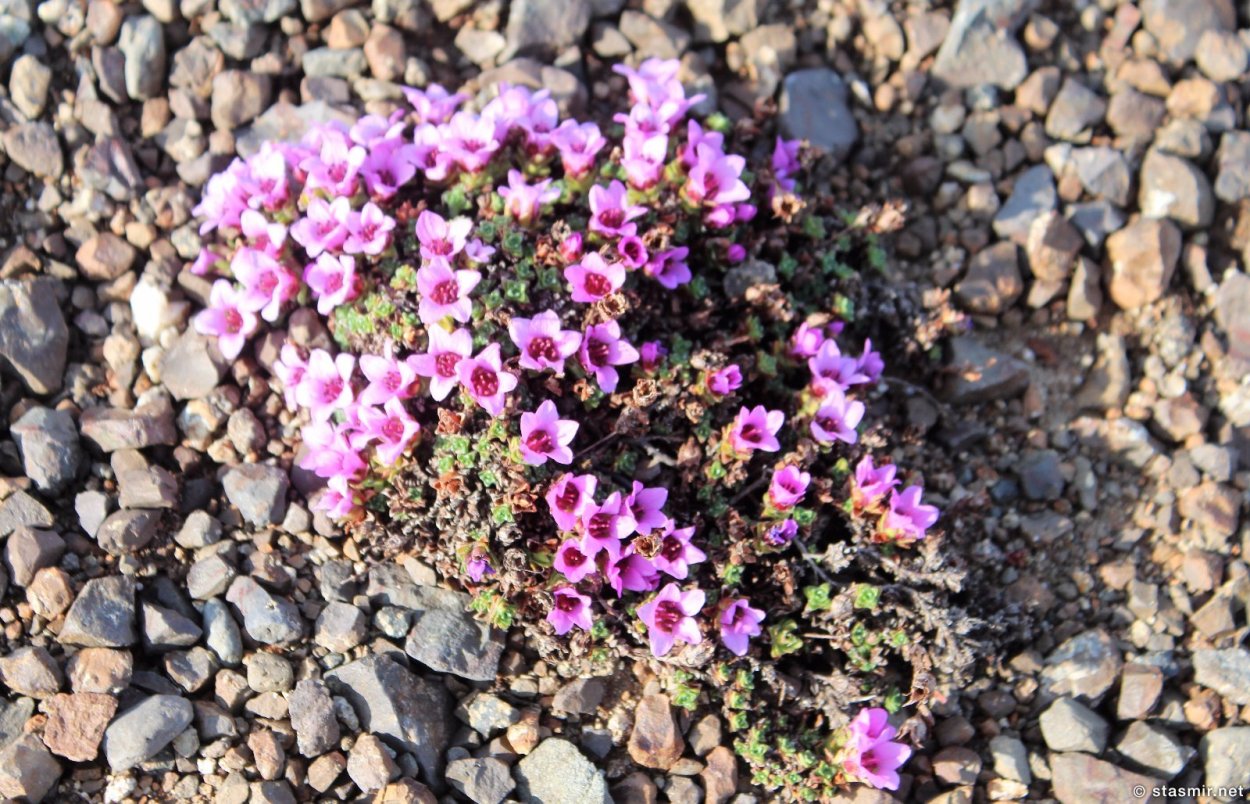 Камнеломка супротивнолистная