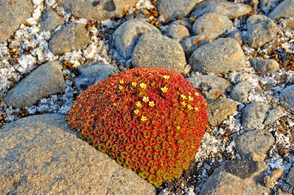 Камнеломка супротивнолистная