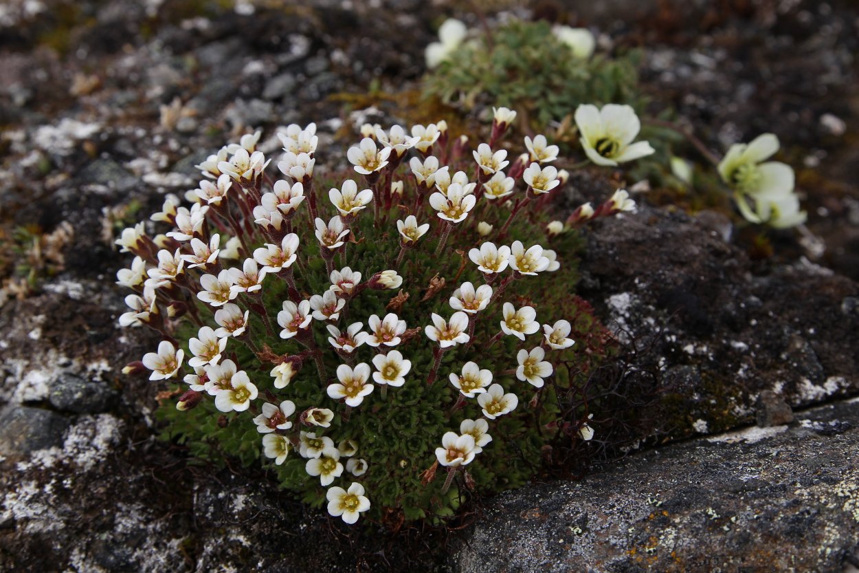 Камнеломка голубая