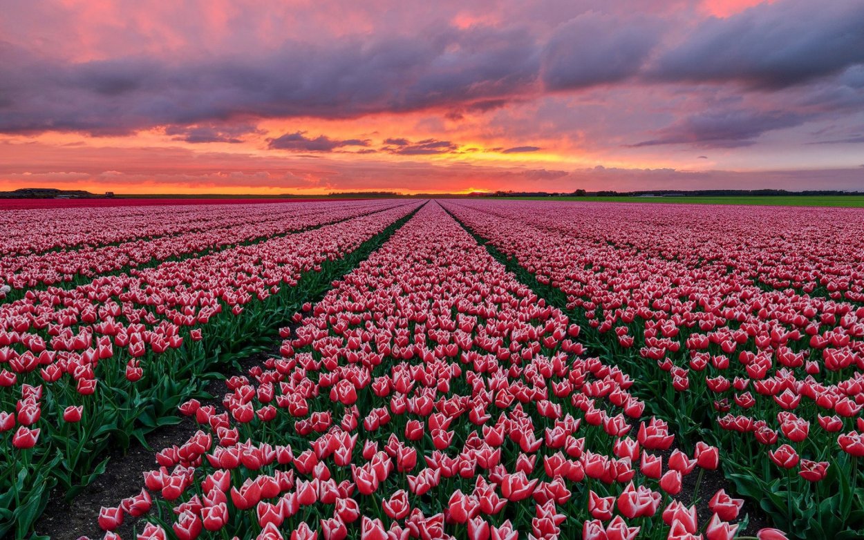 Тюльпанные поля в Голландии