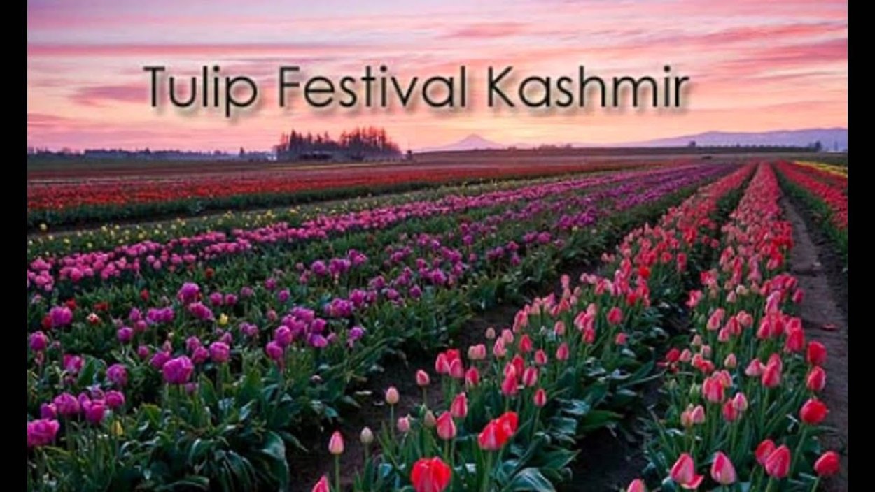 Плантации розовых тюльпанов