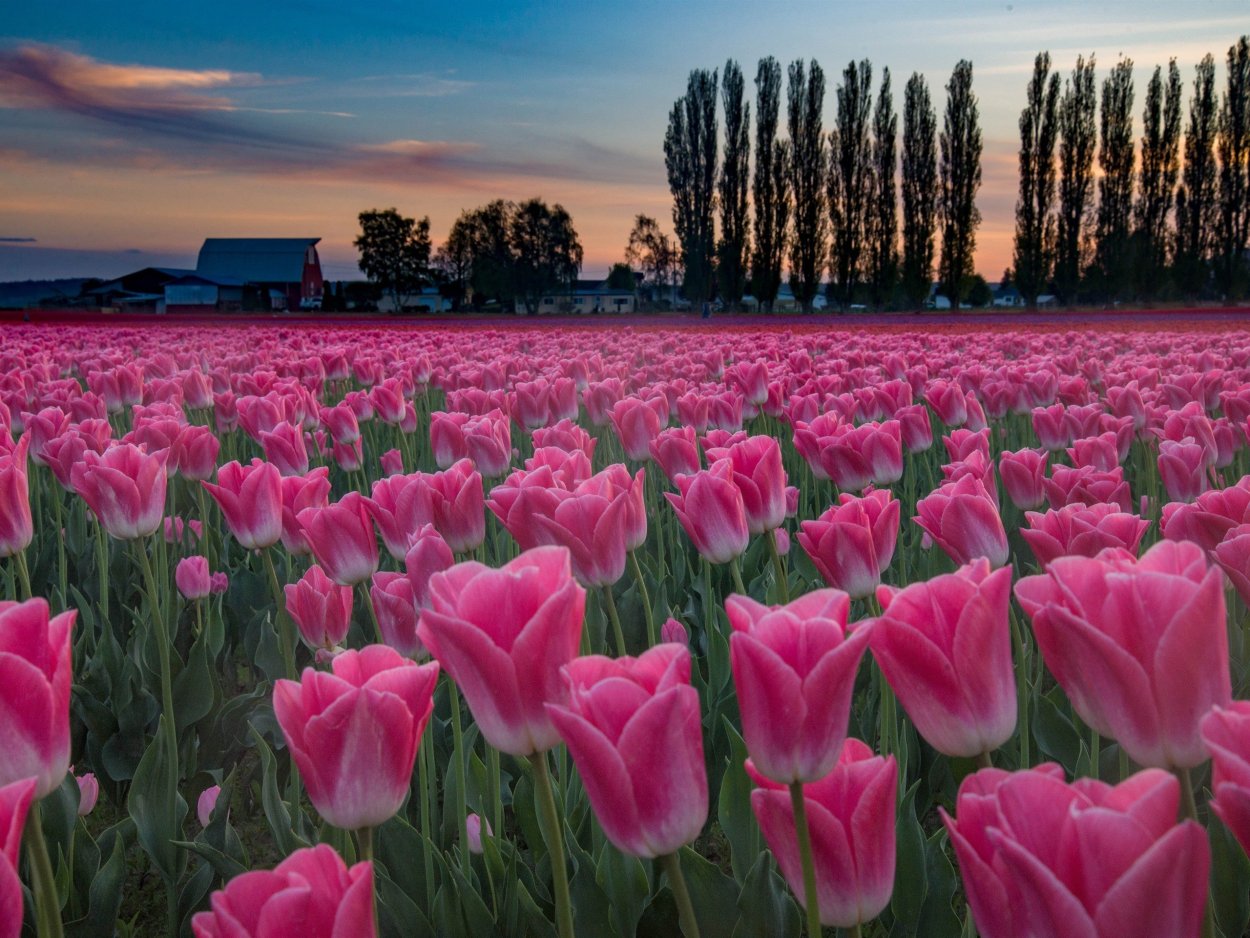 Тюльпановые поля в Голландии