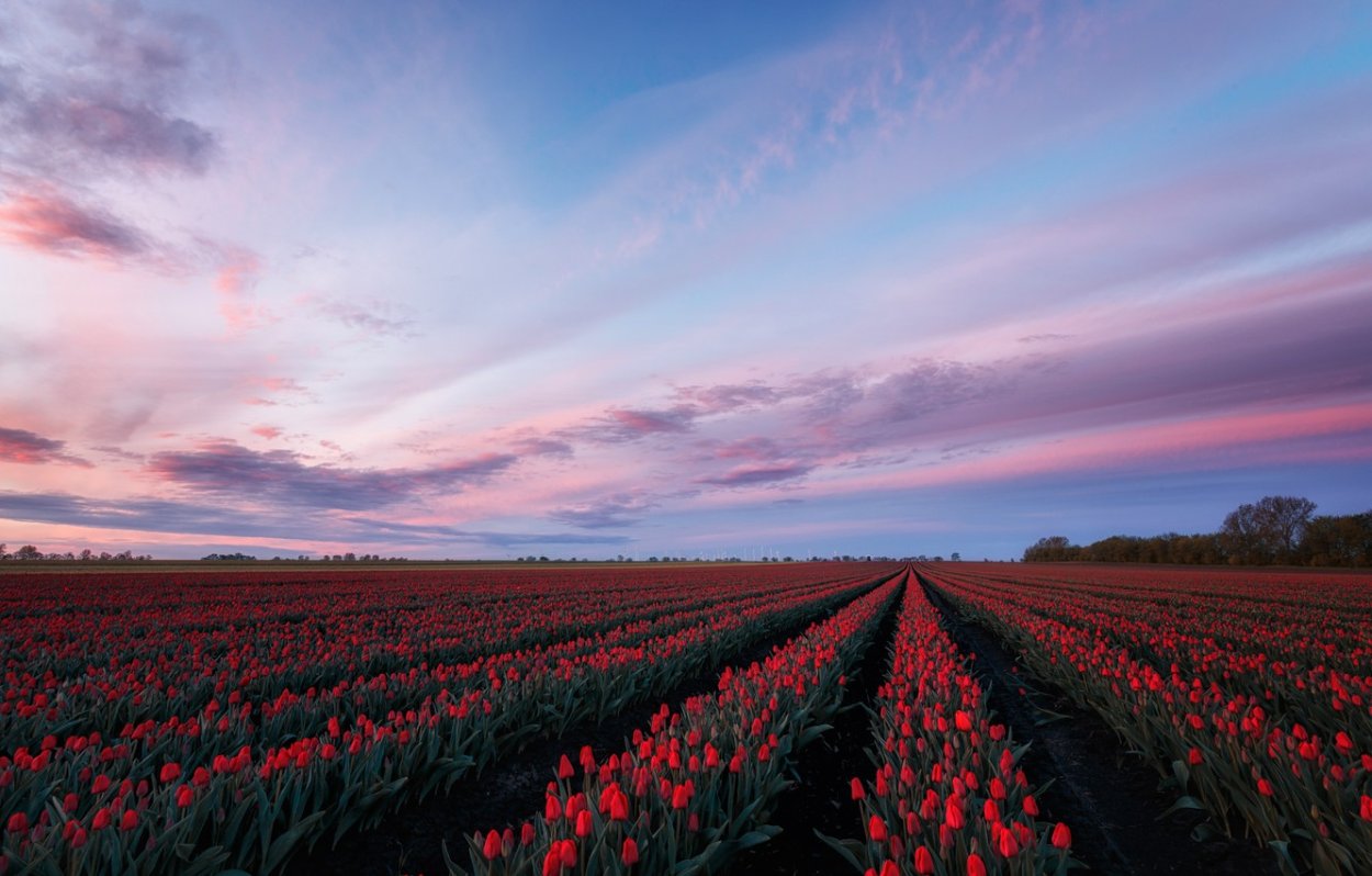 Тюльпановые поля в Германии