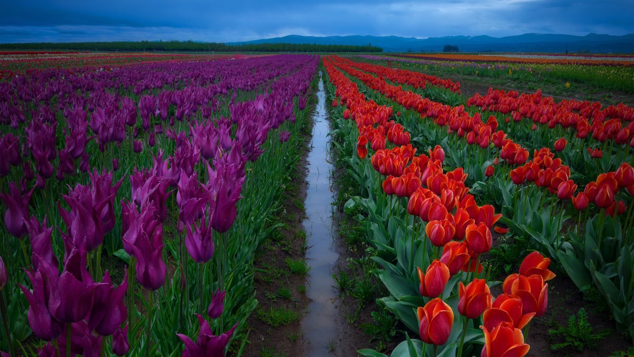 Тюльпановые плантации в Голландии