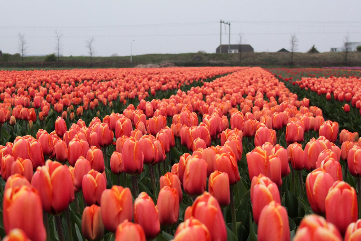 Цветочное поле