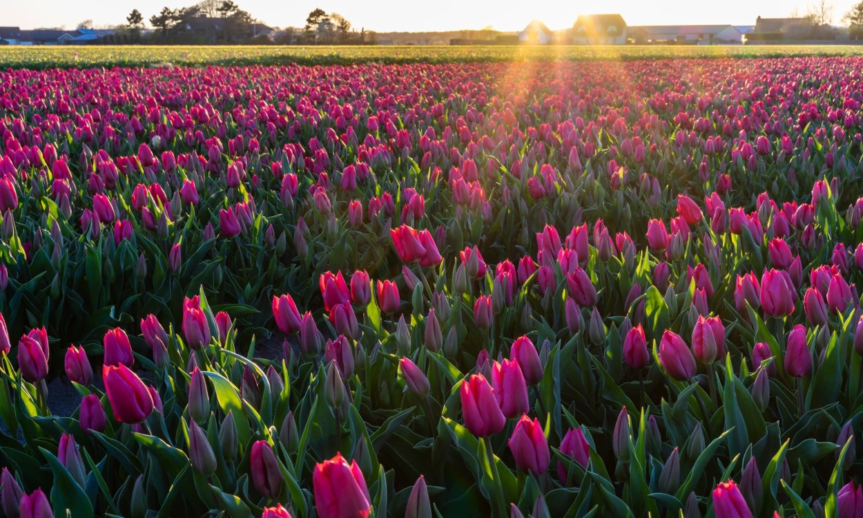 Тюльпановые плантации
