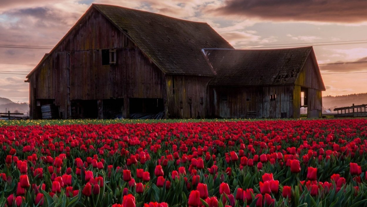 Поле тюльпанов
