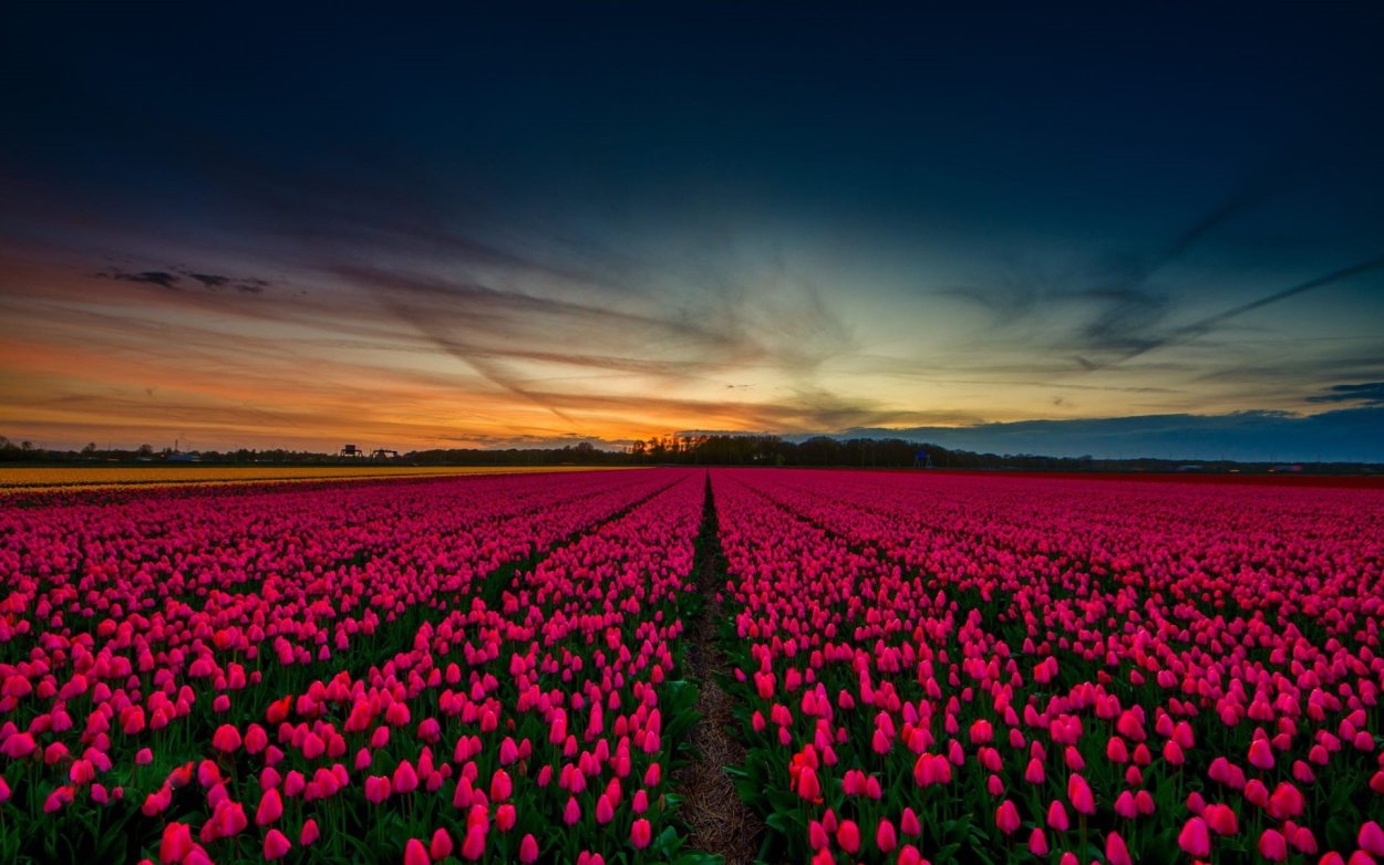 Цветы на закате