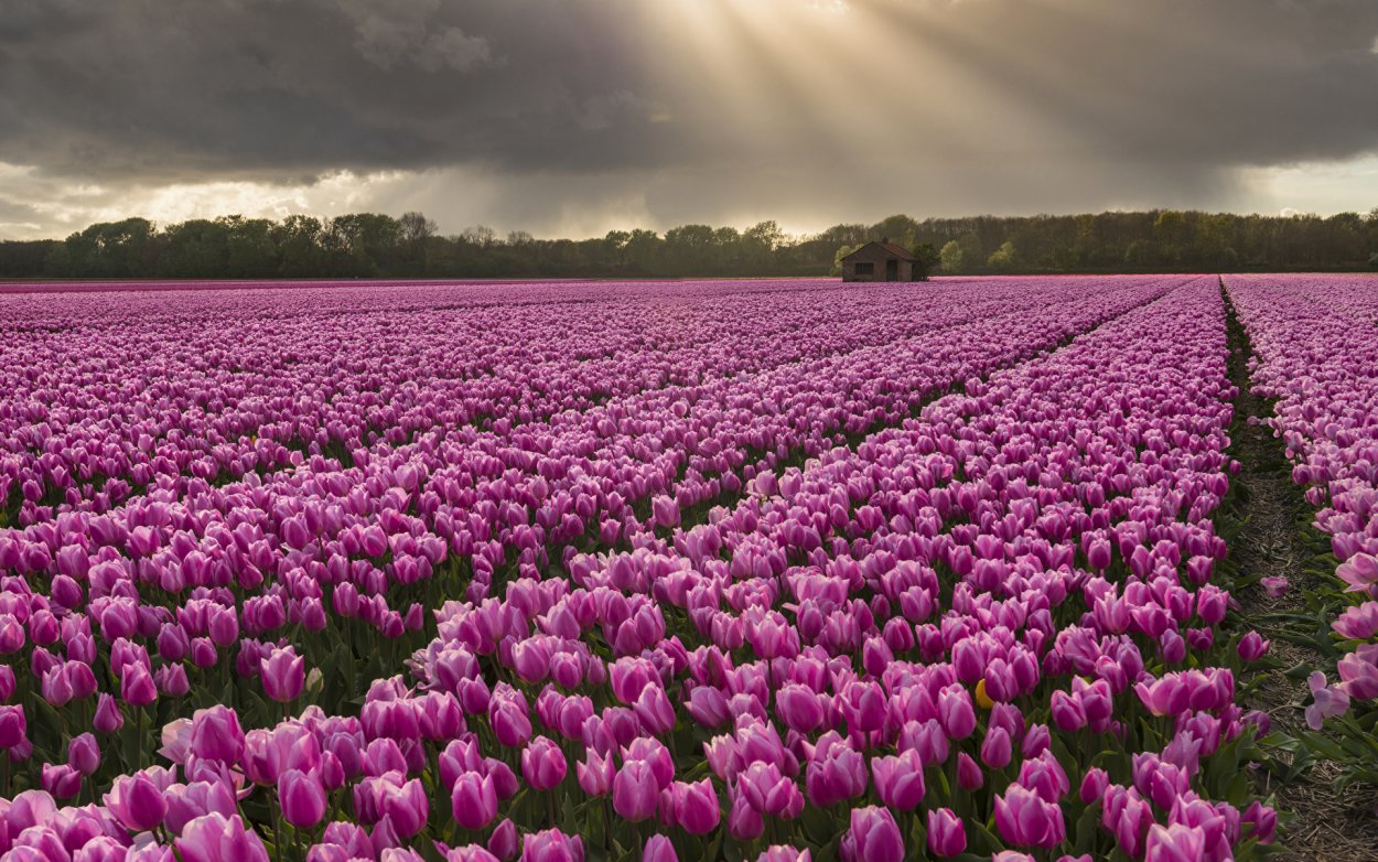 Тюльпановое поле Голландия закат
