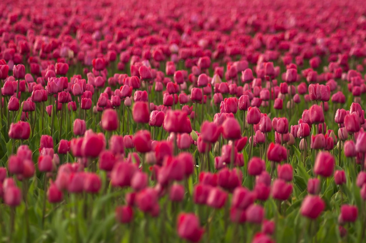 Поле тюльпанов