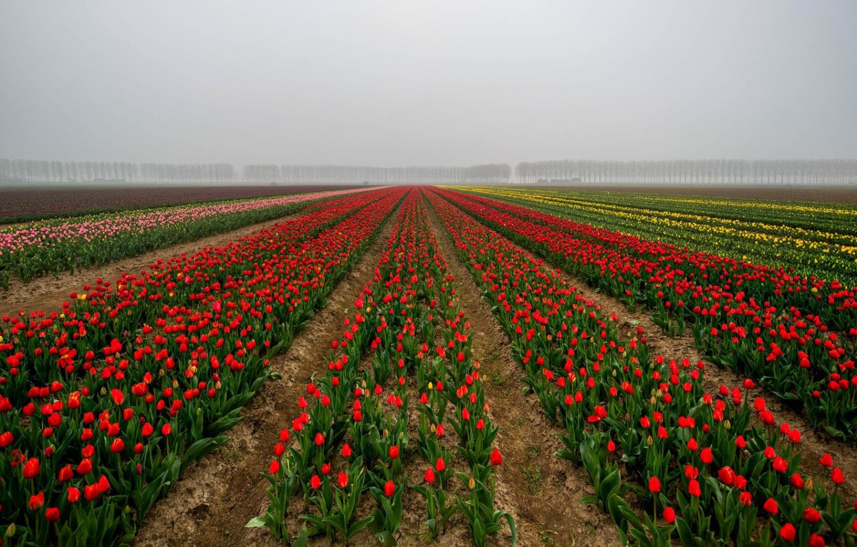 Долина тюльпанов в Голландии