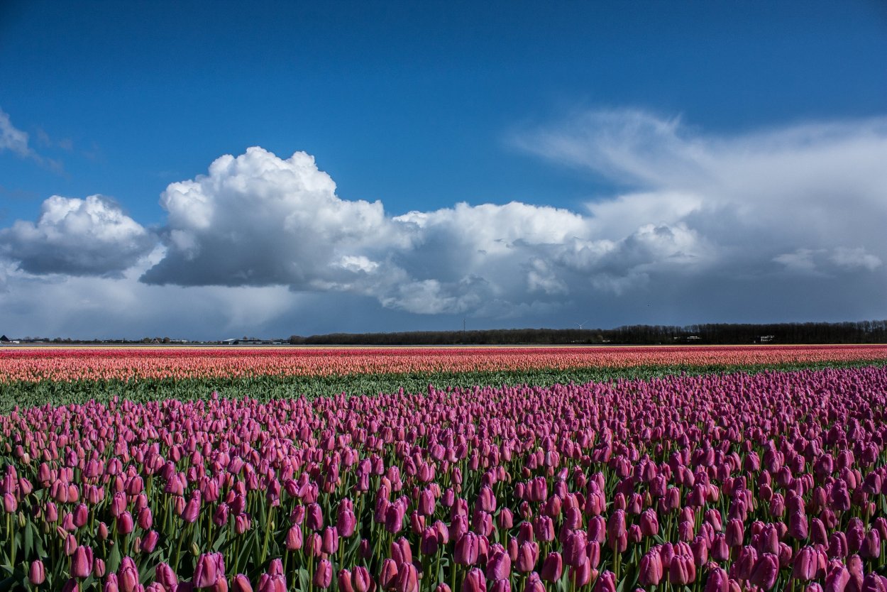 Красивые цветочные поля