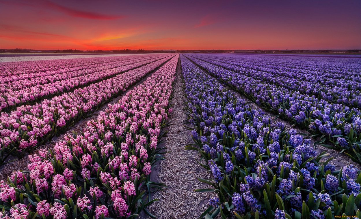 Поле тюльпанов