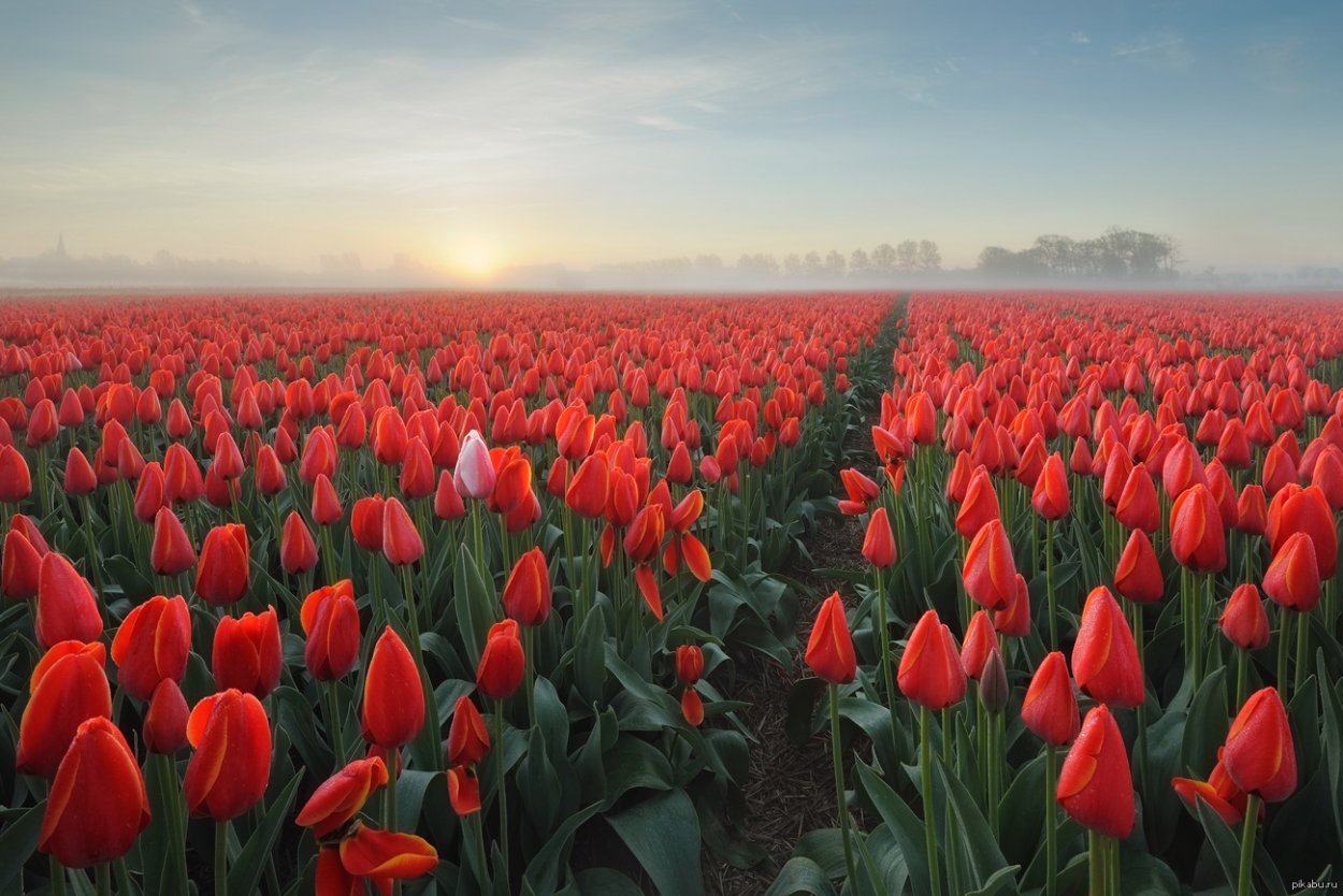 Поле тюльпанов