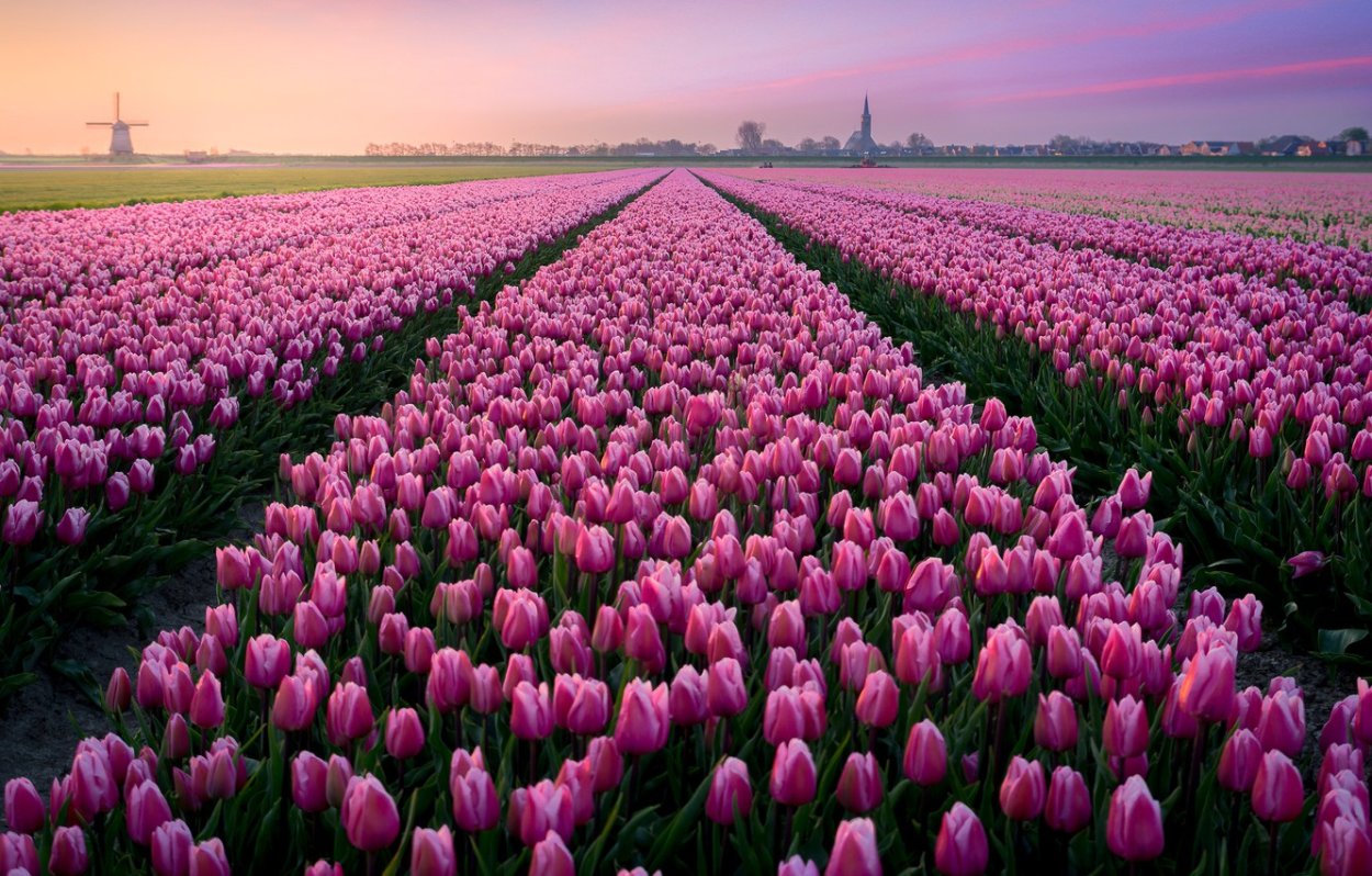 Голландия достопримечательности тюльпаны