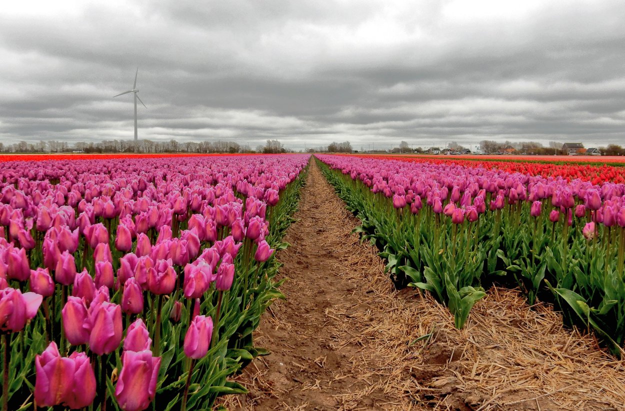 Поле тюльпанов
