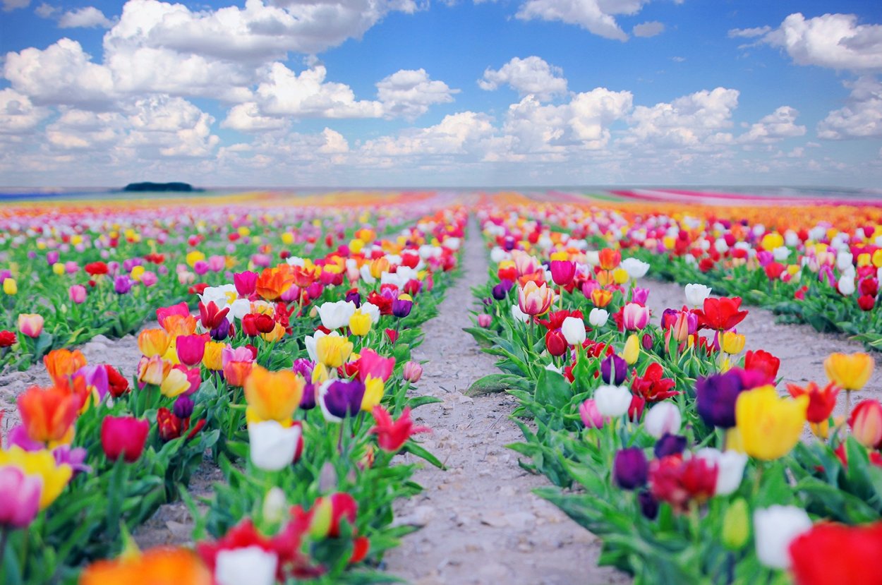 Нидерланды тюльпановые поля