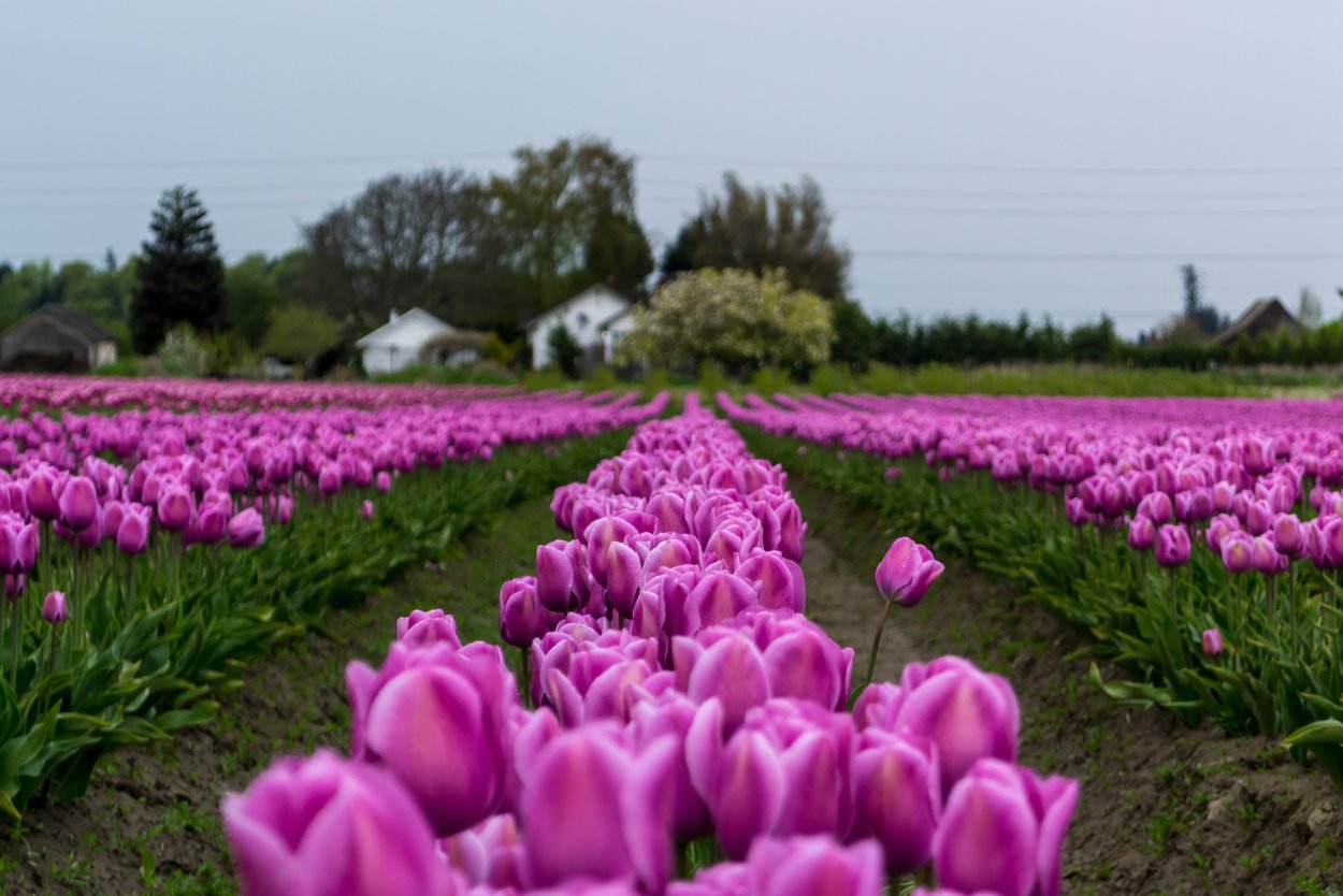 Поле тюльпанов