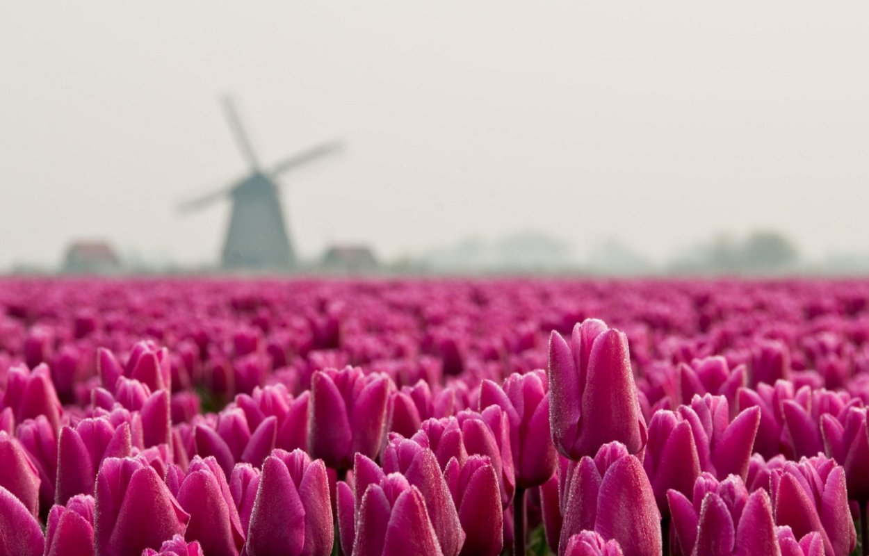 Поле тюльпанов