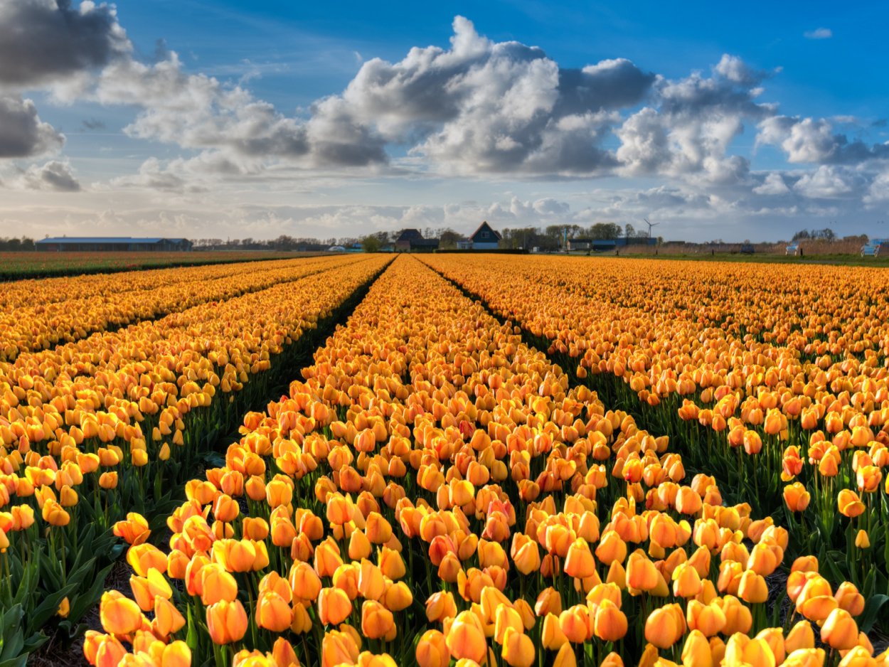 Амстердам тюльпаны плантации