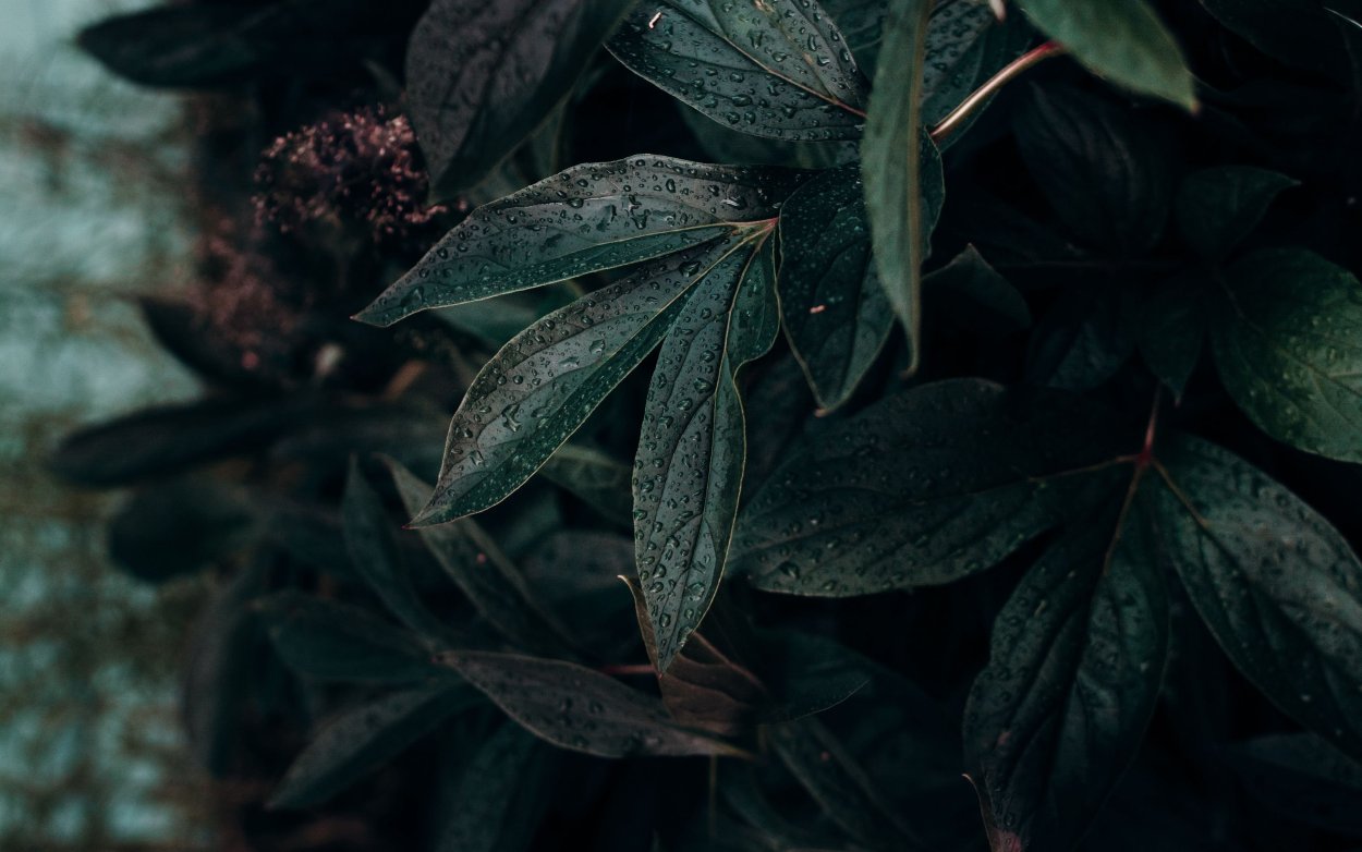 Темная листва