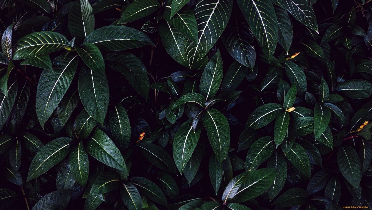 Темно зеленые растения