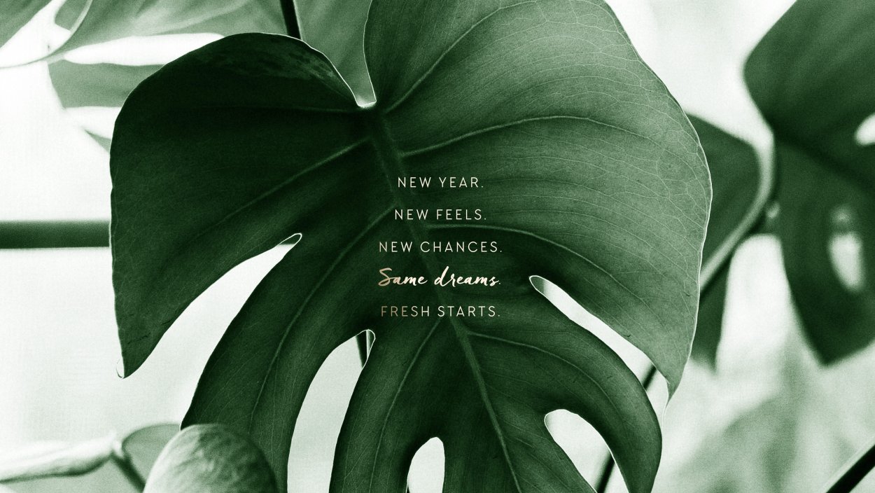 Монстера крупнолистная