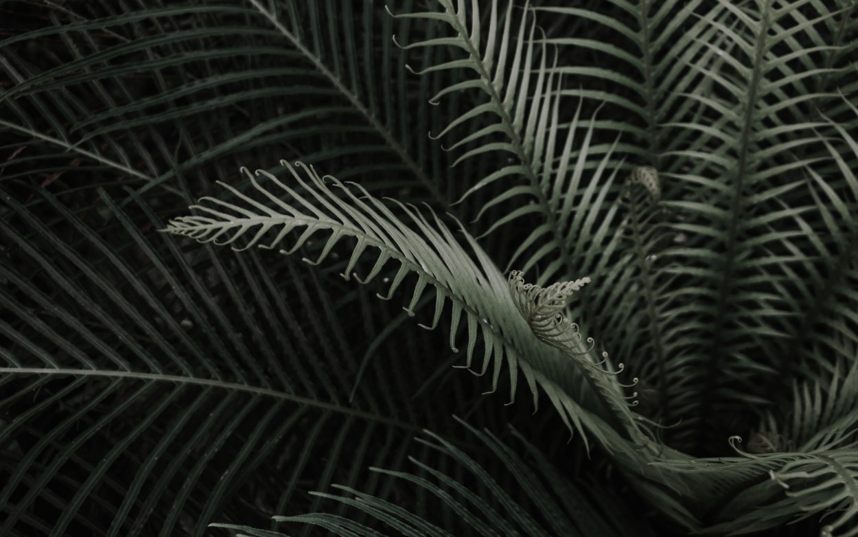 Лист пальмы