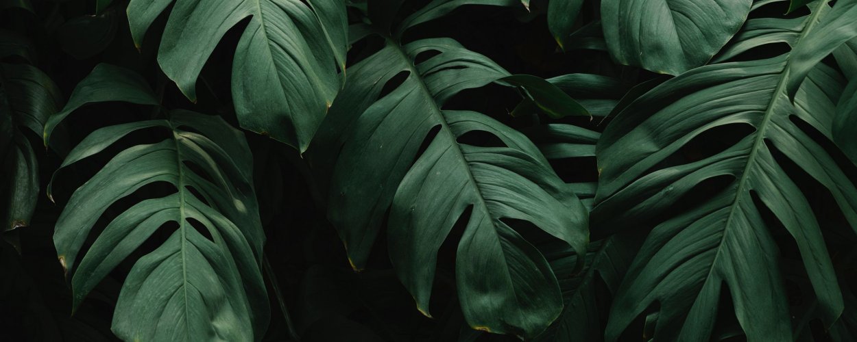 Эстетика листьев зеленых