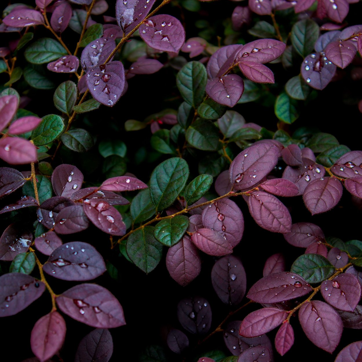 Фиолетовые листья