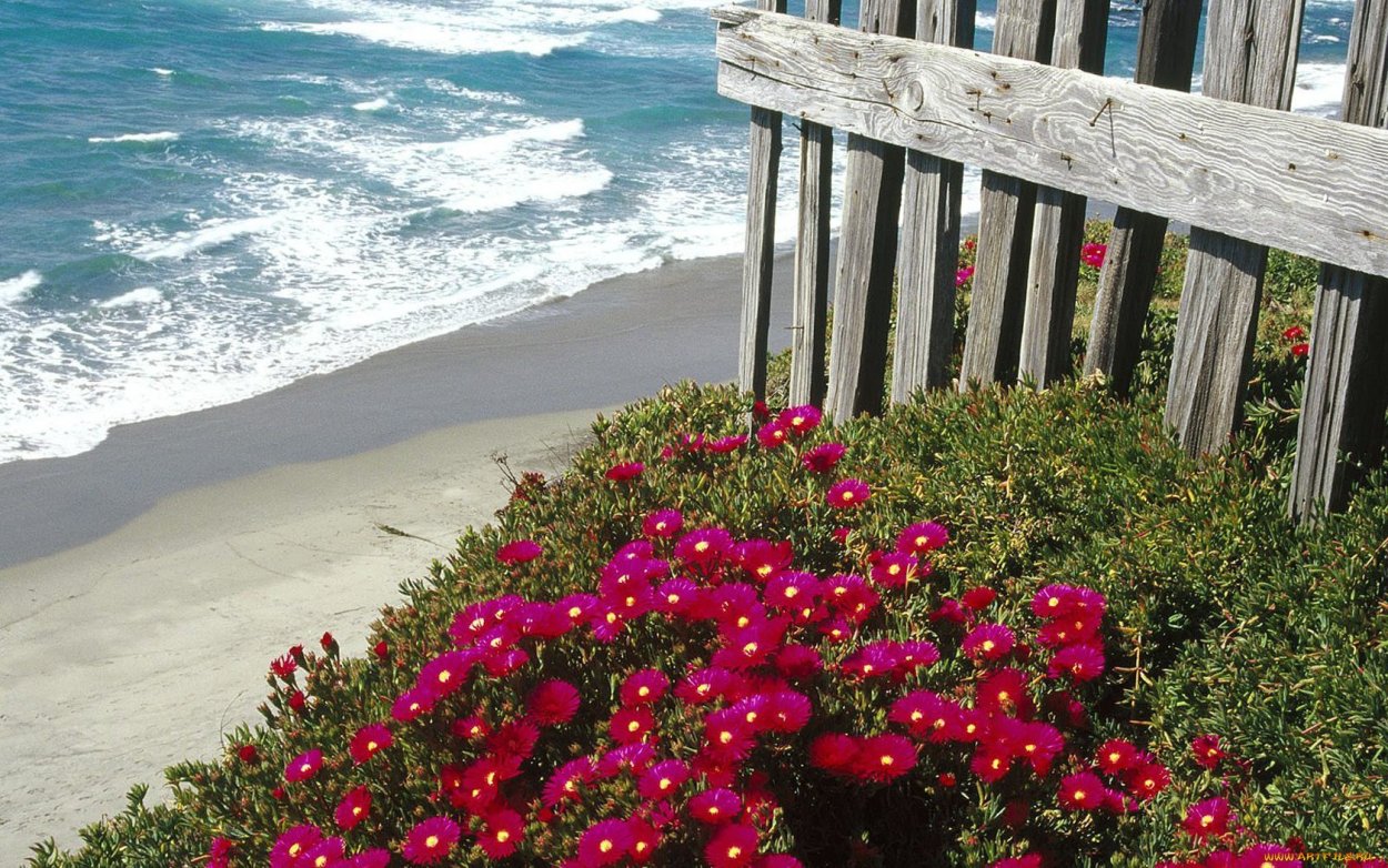 Цветы морского побережья