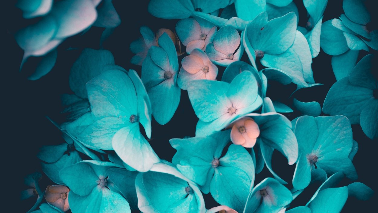 Мятные цветы