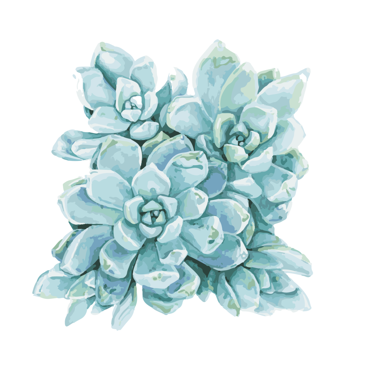 Суккуленты акварель