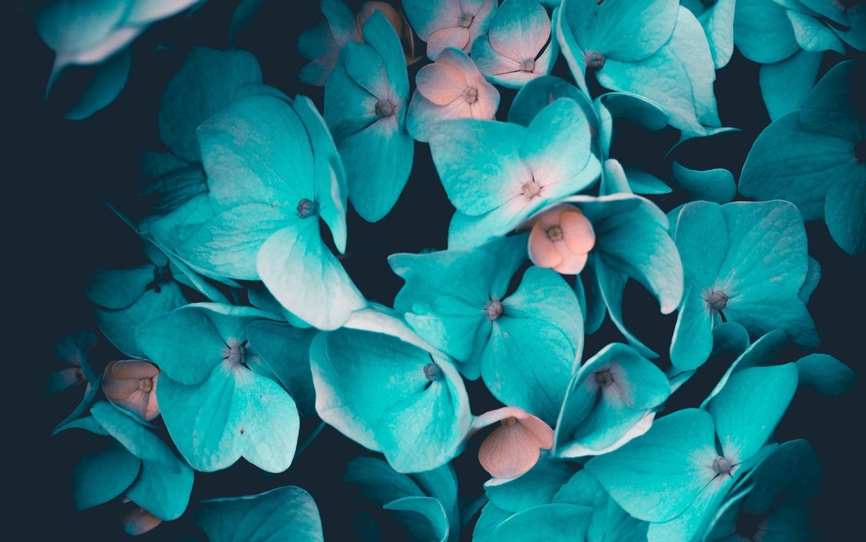 Гортензия бирюза Эстетика