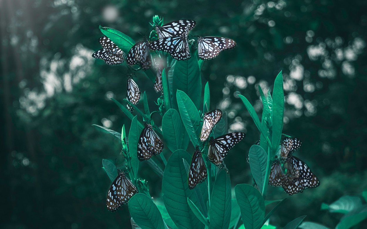 Изумрудная бабочка