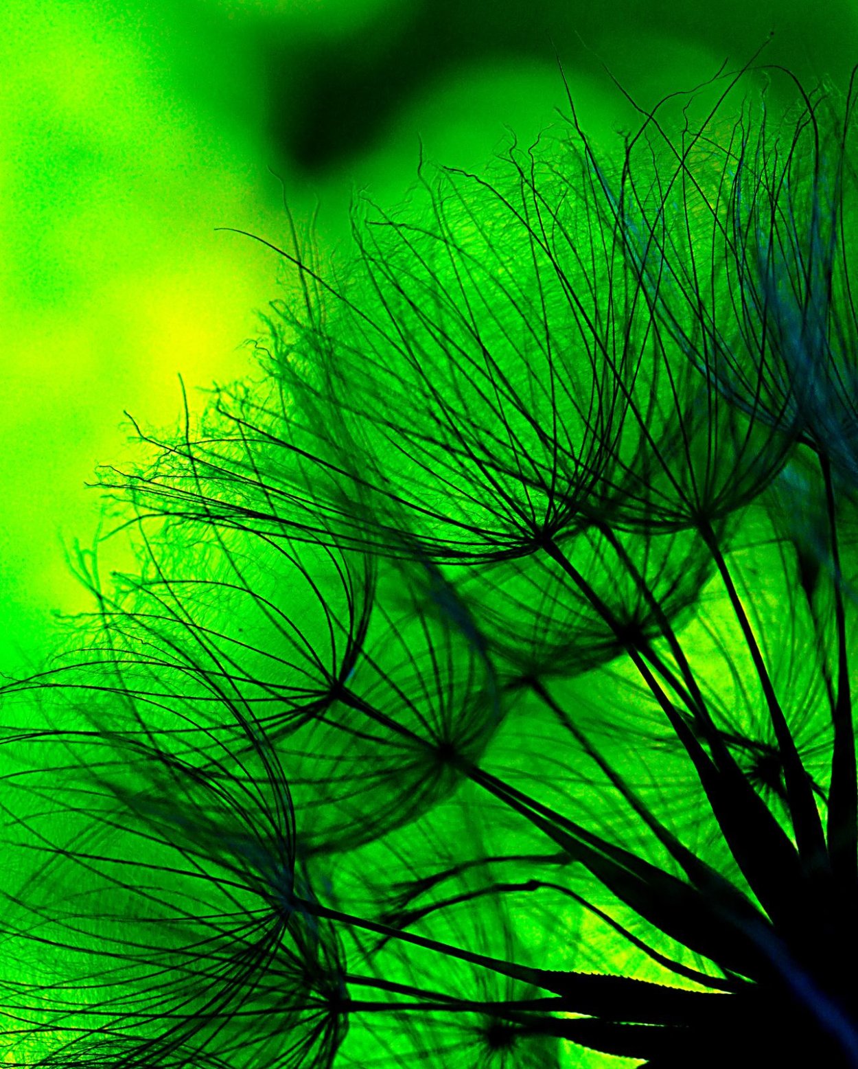 Зеленый цвет