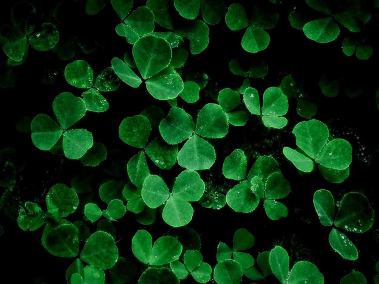Четырехлистный Клевер Эстетика