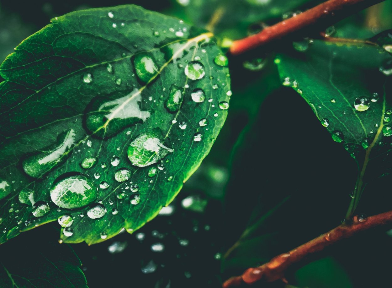 Капли воды на листьях