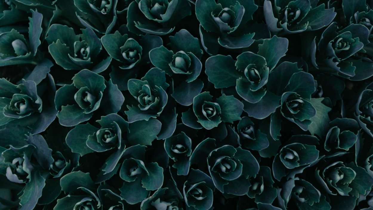 Зеленые цветы