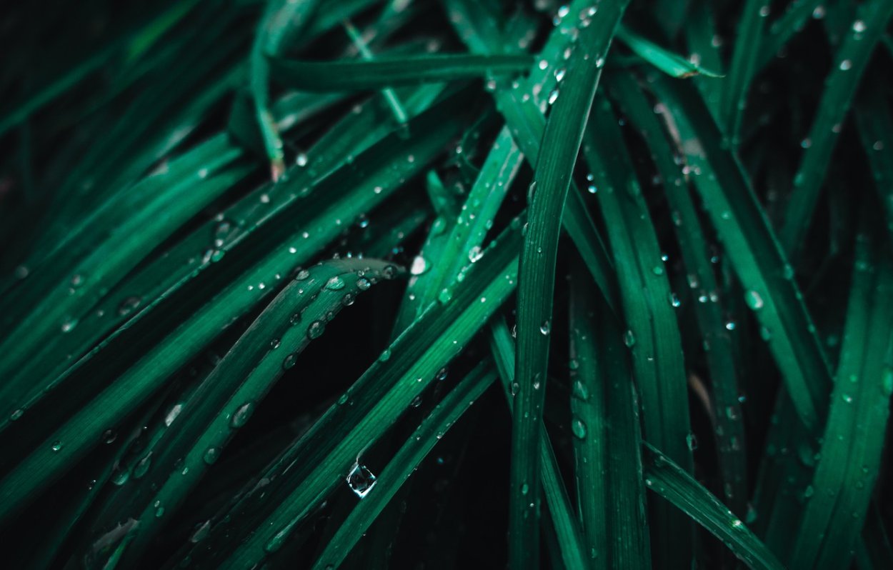 Зелёные растения