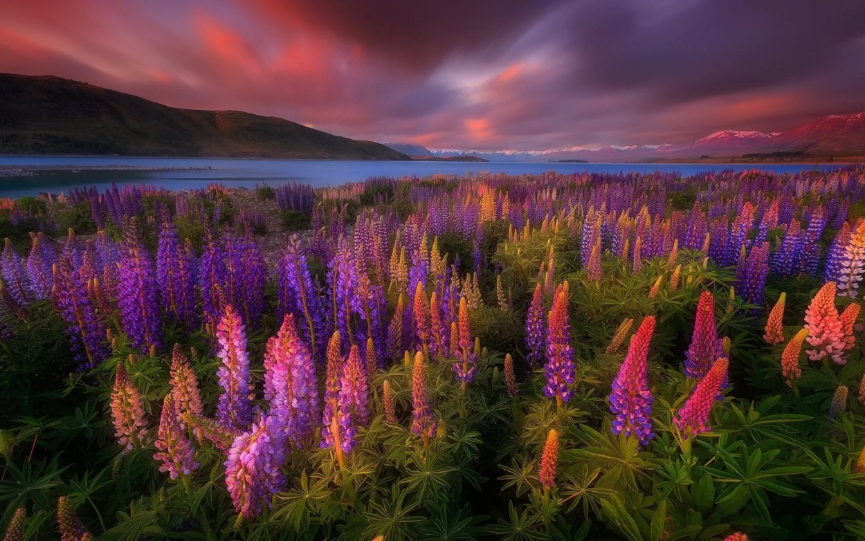 Дикие люпины в новой Зеландии