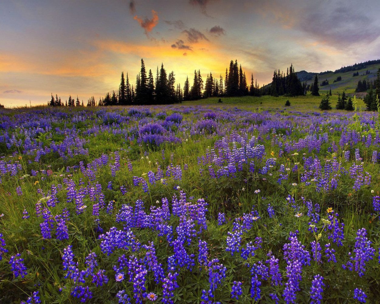 Национальный парк Олимпик Луга горы цветы Поляна