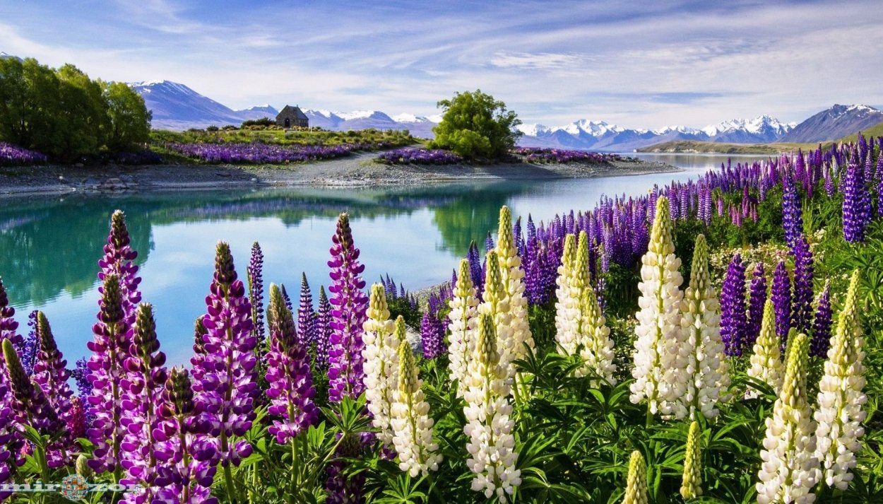 Долина люпинов в новой Зеландии