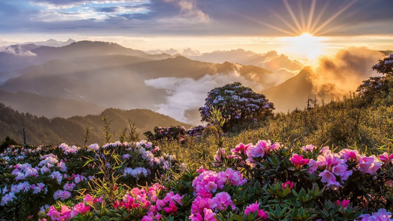 Рододендрон в горах Монти-Сибиллини