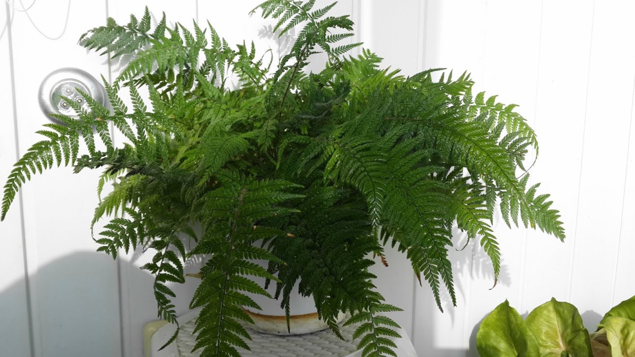 Папоротник с ажурными листьями